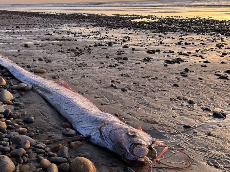 Oarfish Sering Terdampar di California – Benarkah Ini Pertanda Buruk?