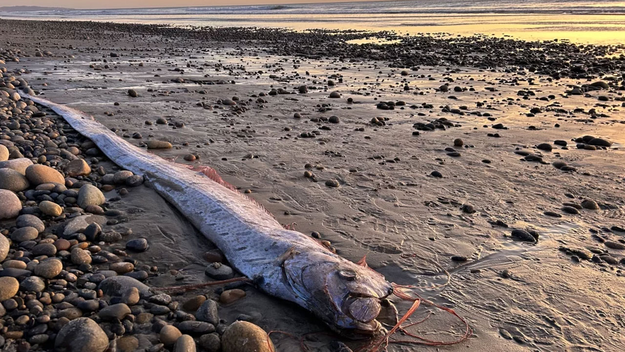 Oarfish Sering Terdampar di California – Benarkah Ini Pertanda Buruk?